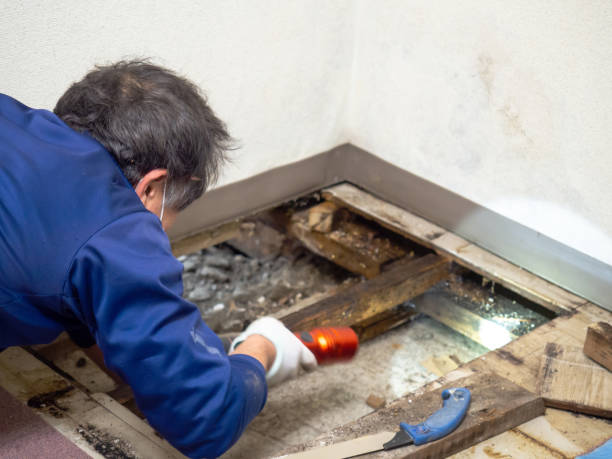 Best Bathroom Mold Remediation in South Barrington, IL