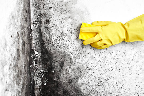 Best Kitchen Mold Remediation in South Barrington, IL