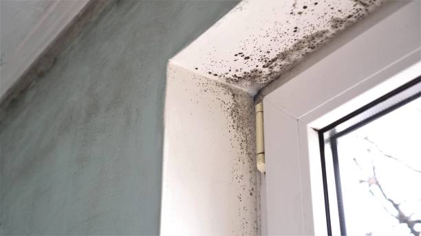 Best Crawl Space Mold Remediation in South Barrington, IL