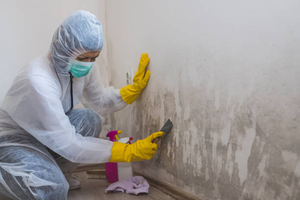 Best Black Mold Remediation in South Barrington, IL