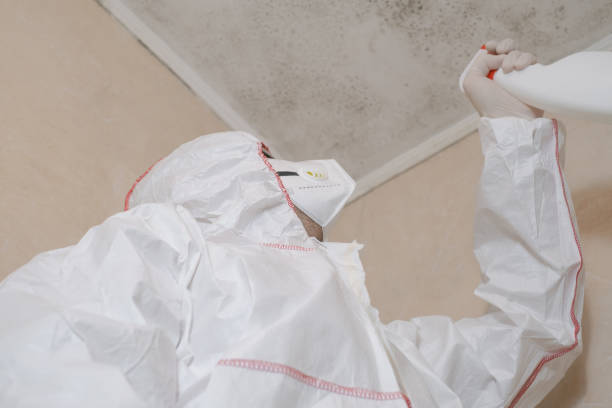 Best Basement Mold Remediation in South Barrington, IL