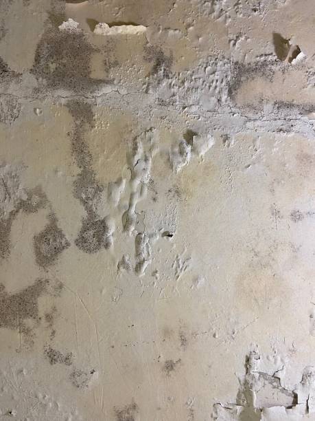  South Barrington, IL Mold Removal Pros