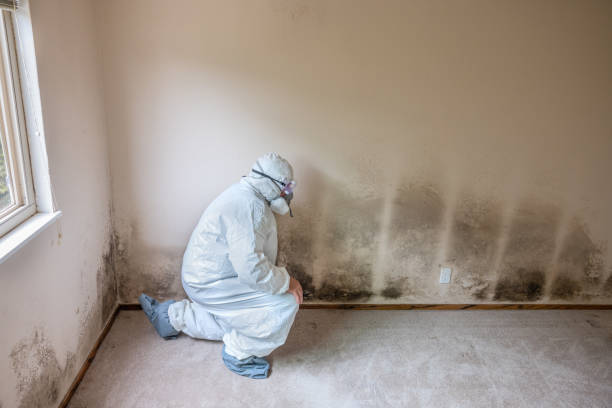 Best Post-Flood Mold Remediation in South Barrington, IL